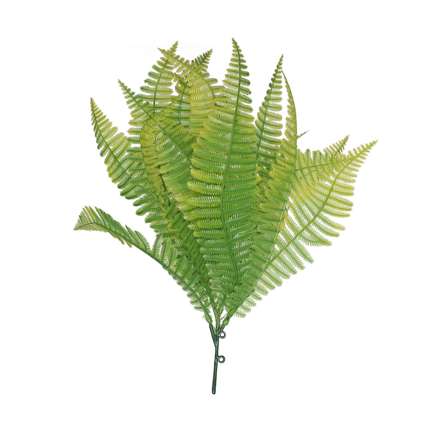 Light Green Shady Fern (30cm)