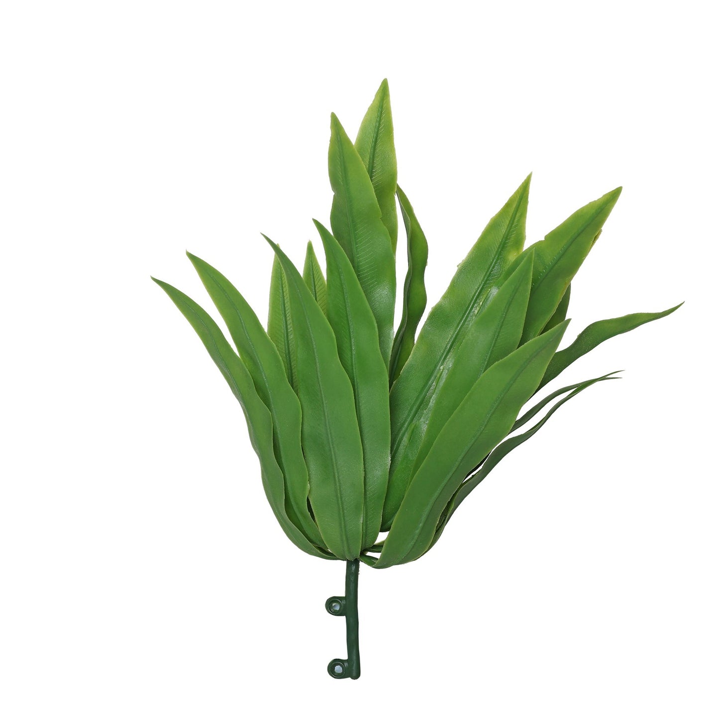 Green Birdy Fern (22cm)