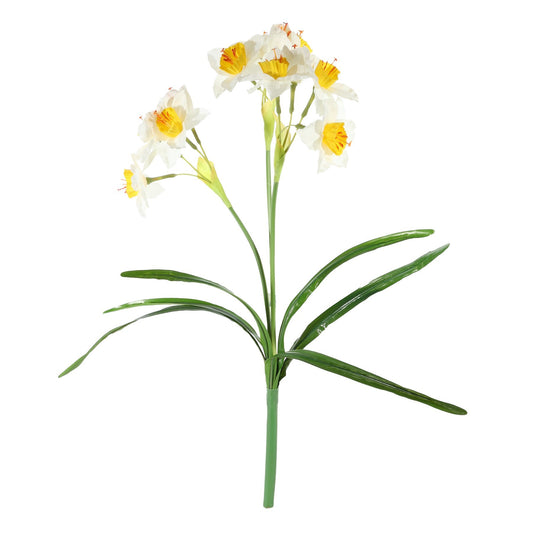 Essential White Daffodil Plant