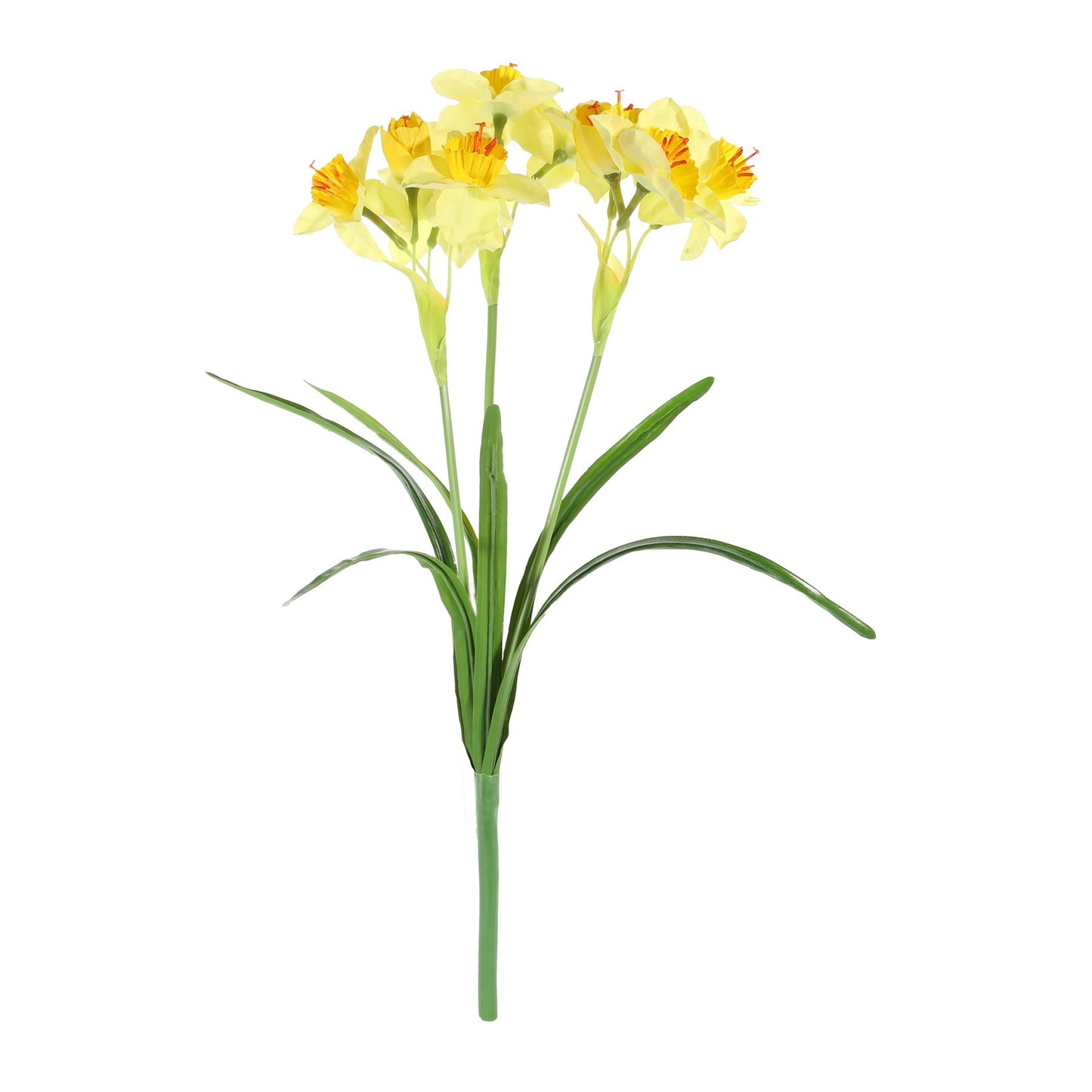 Essential Yellow Daffodil Plant