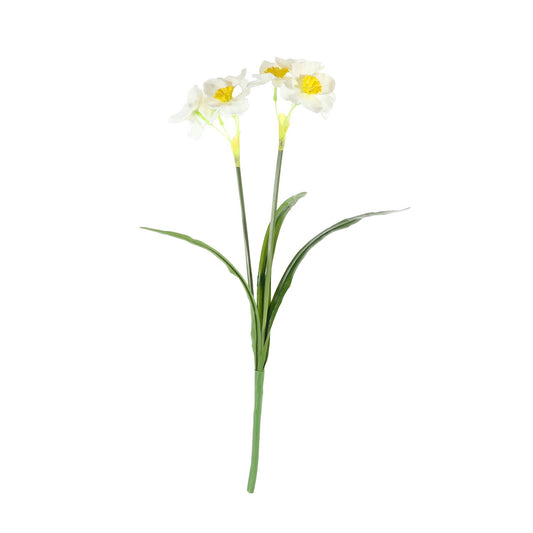 Essential White Narcissus Plant with Leaves