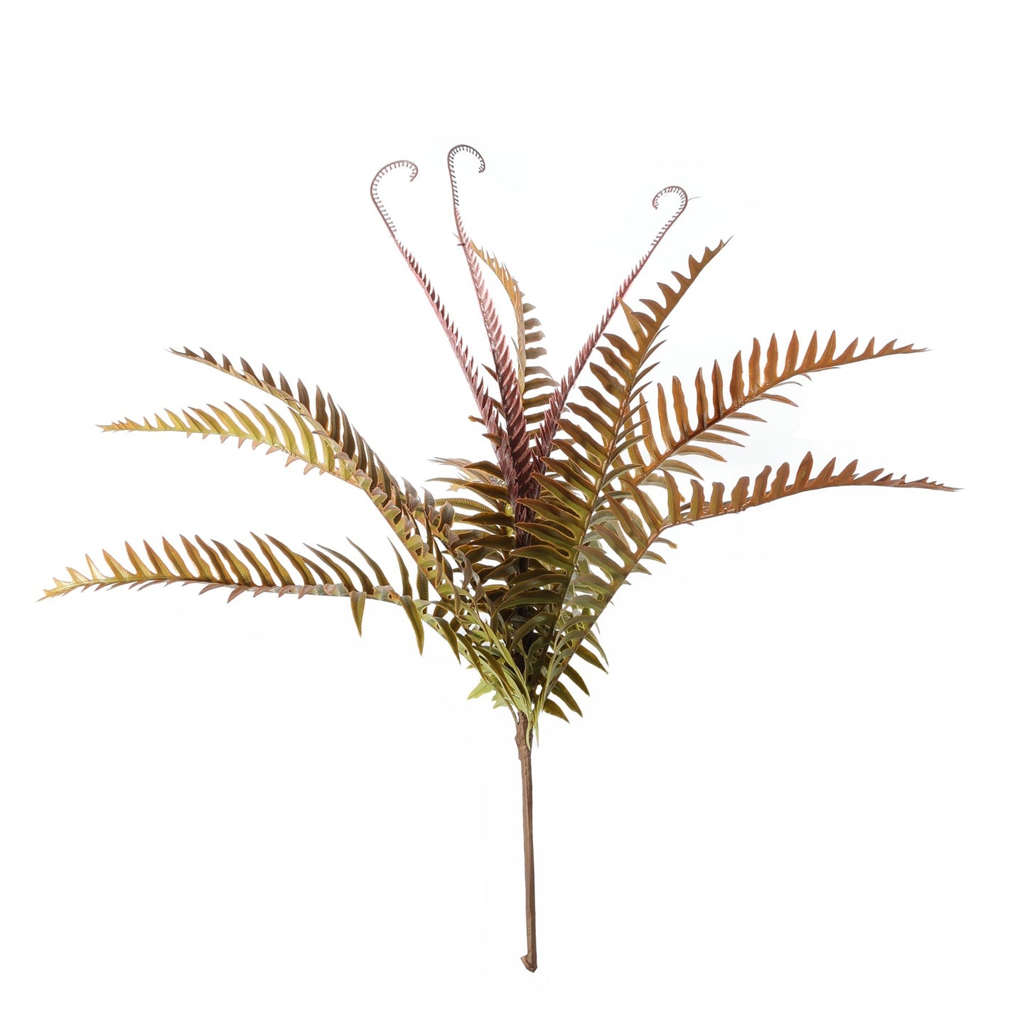 Essential Autumn Ladder Fern