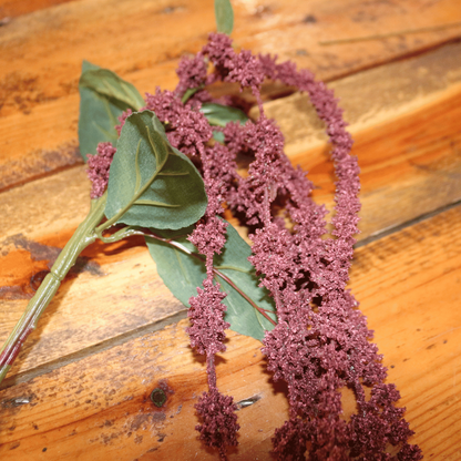 Burgundy Amaranthus 26inch