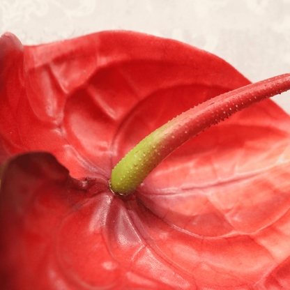 Anthurium Red