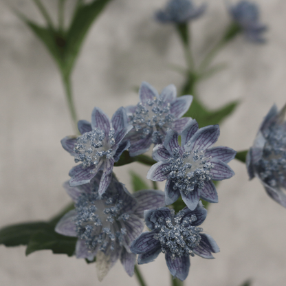 Blue Astrantia Flower (51cm)