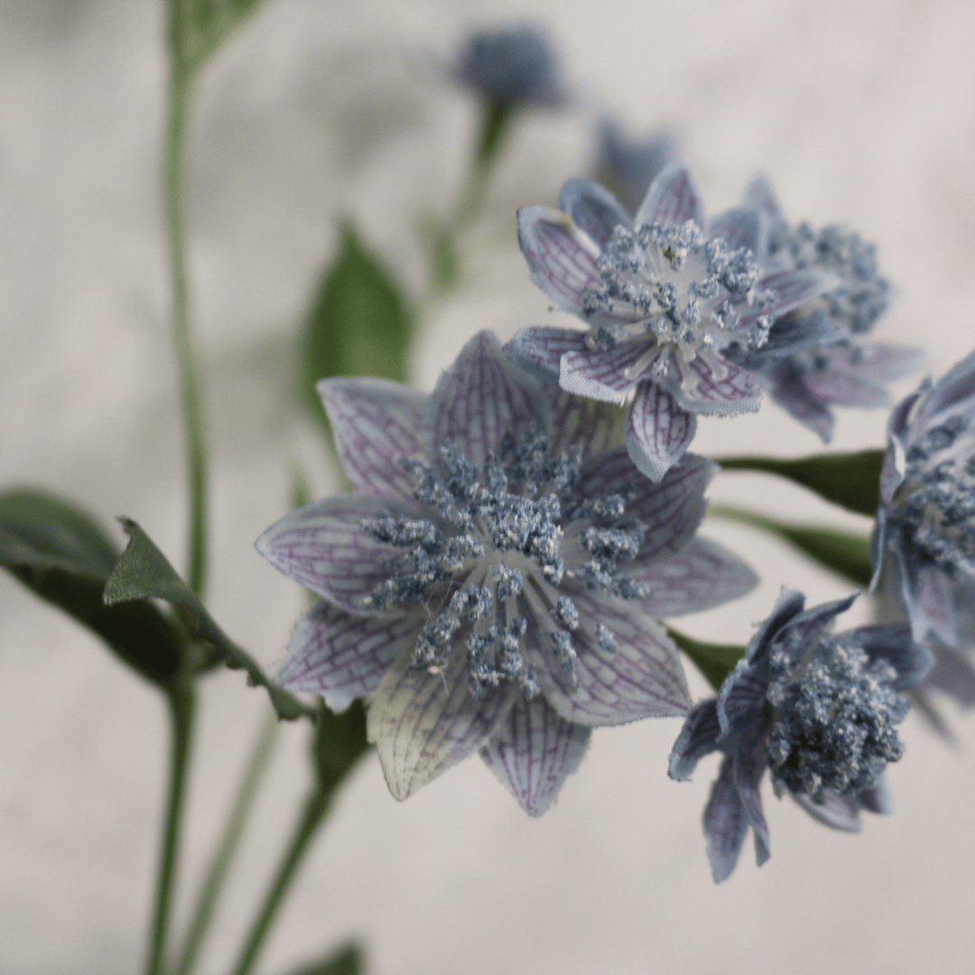 Blue Astrantia Flower (51cm)