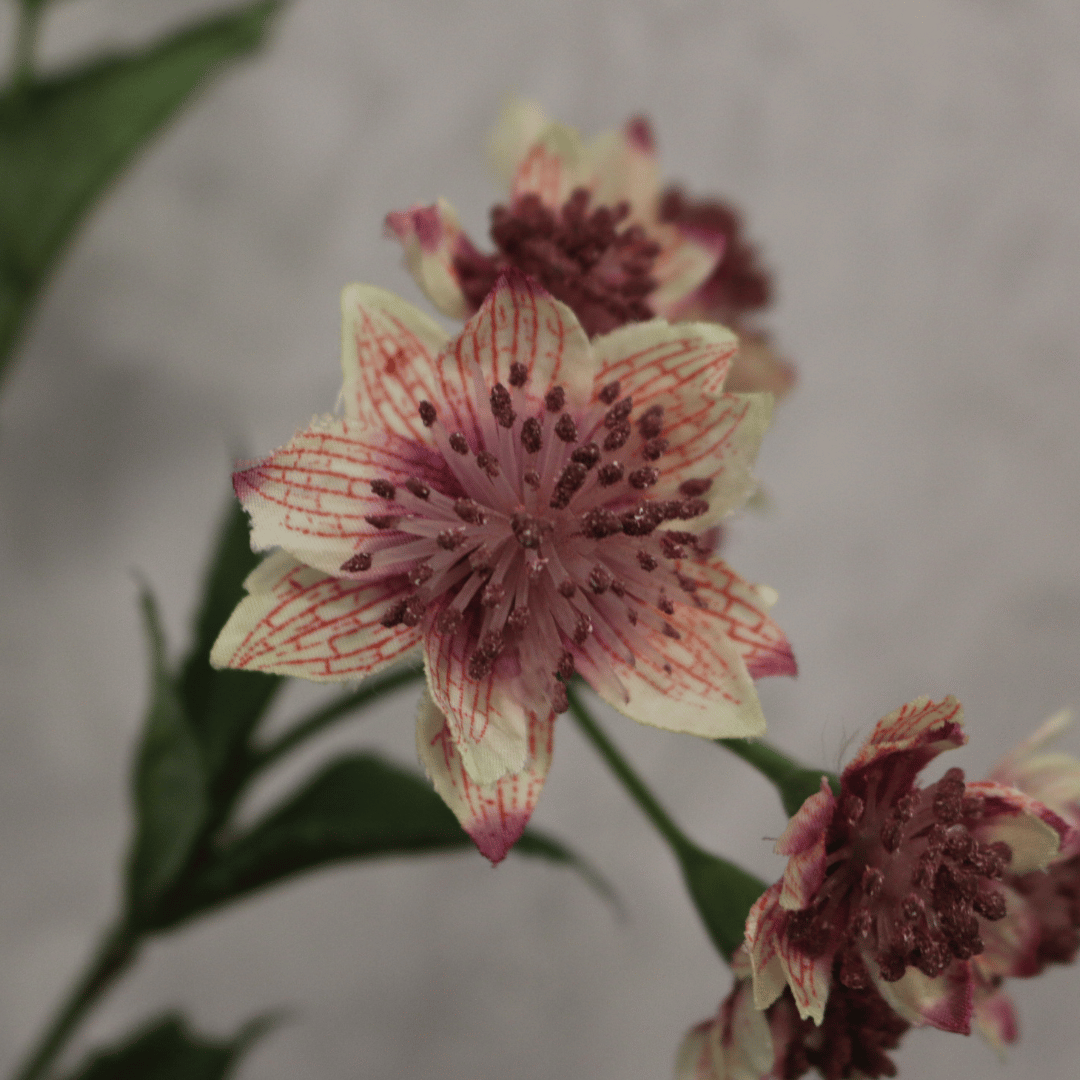 Pink Astrantia with 14 Flowers (50cm)