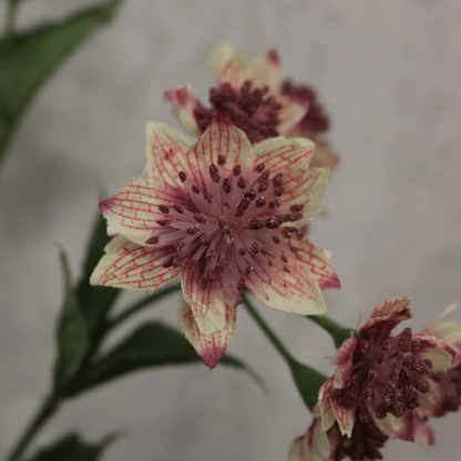 Pink Astrantia with 14 Flowers (50cm)