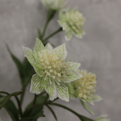 White Astrantia with 14 Flowers (50cm)