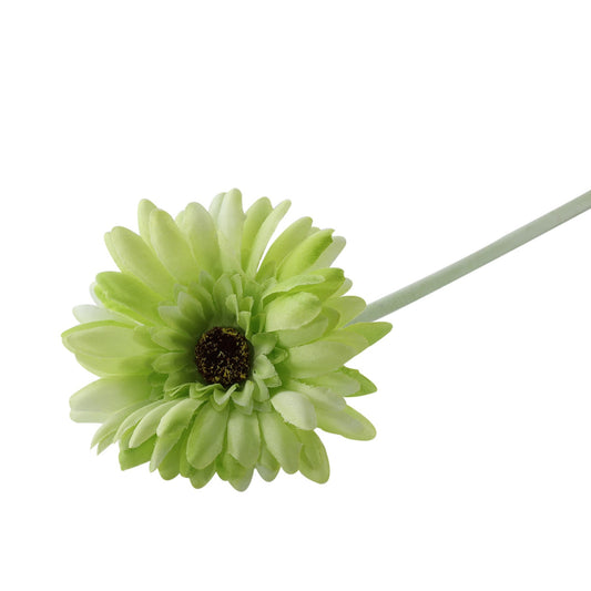 Essential Green Gerbera