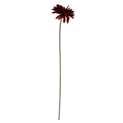 Essential Burgundy Gerbera