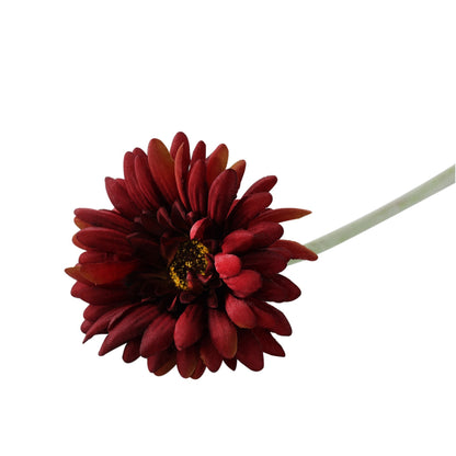 Essential Burgundy Gerbera