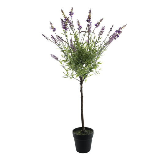 Botanica Lavender Plant in Pot (90cm)