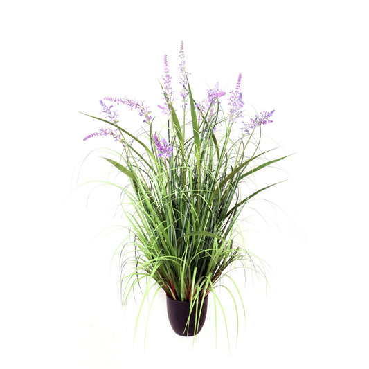 Potted Lavender Grass (106cm)