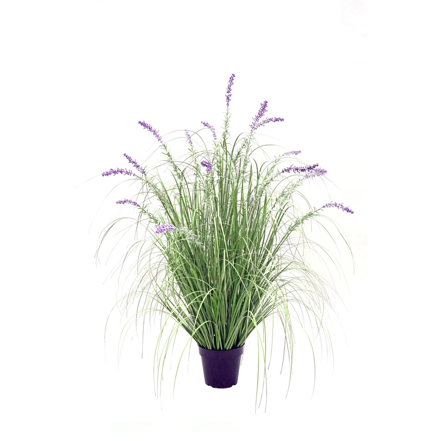 Potted Lavender Grass (111cm)