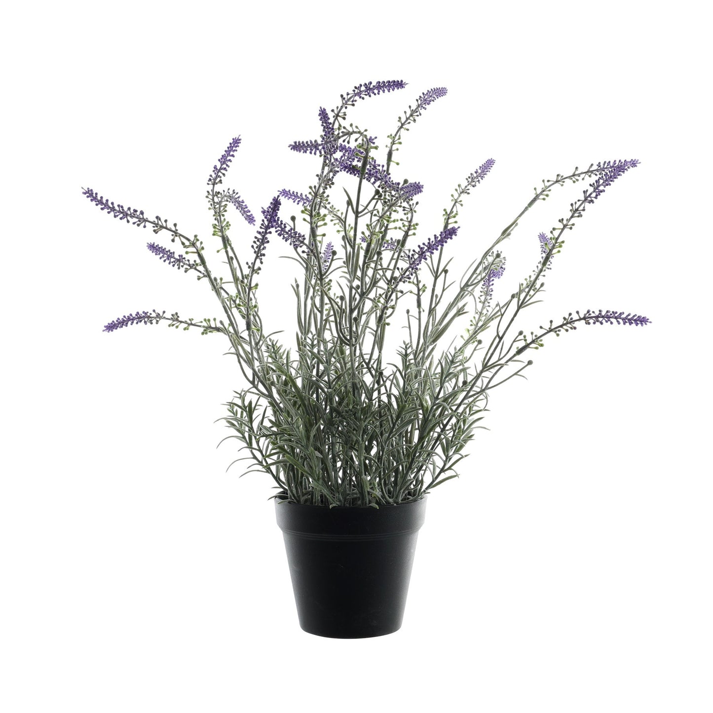 Potted Lavender (51cm)