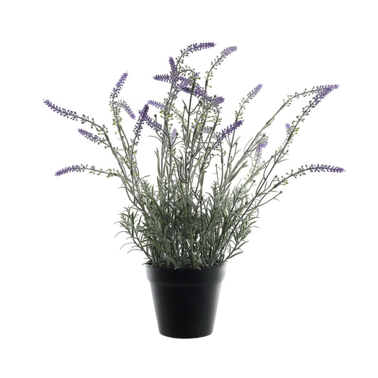 Potted Lavender (51cm)