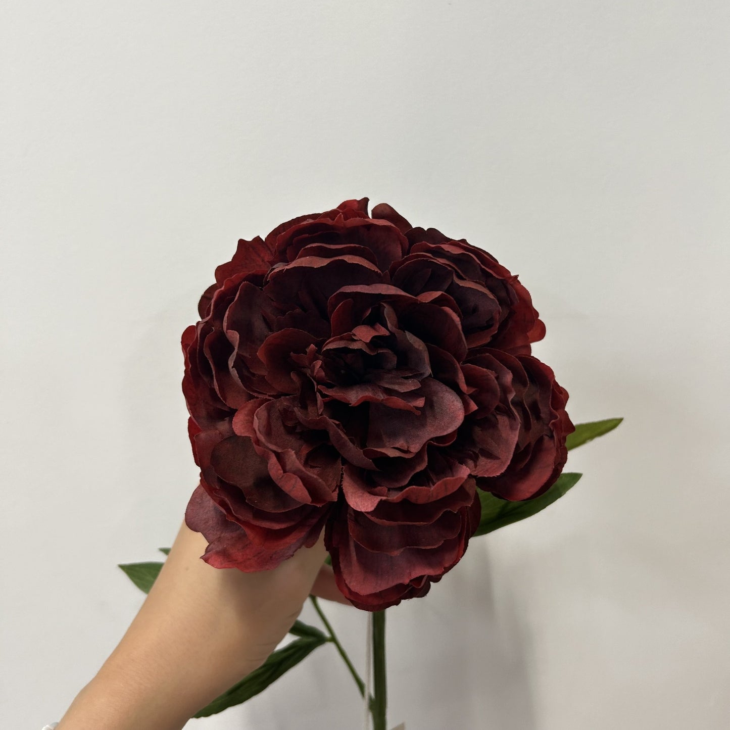 Glamis Single Peony Dark Red (62cm)