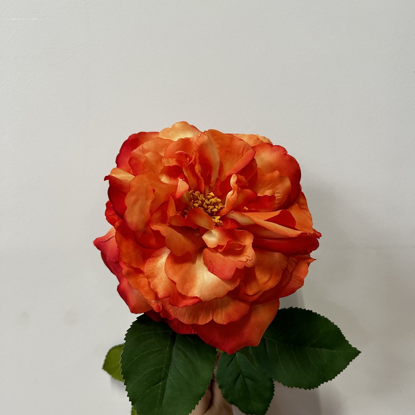 Balmoral Wild Rose Orange (65cm)