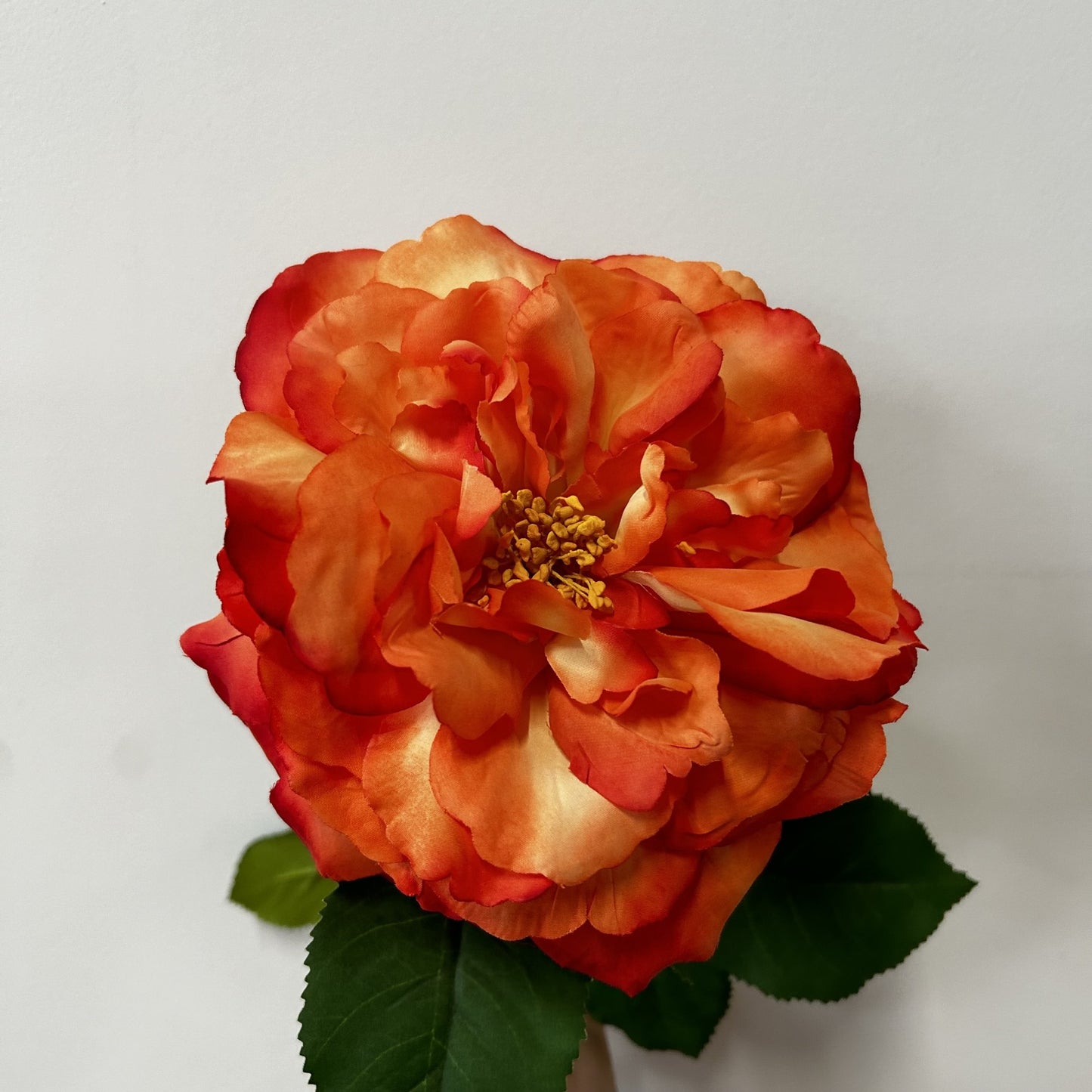 Balmoral Wild Rose Orange (65cm)