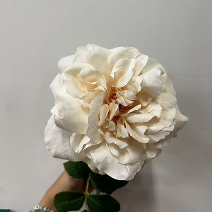 Balmoral Wild Cream Rose (65cm)