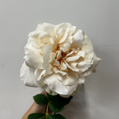 Balmoral Wild Cream Rose (65cm)