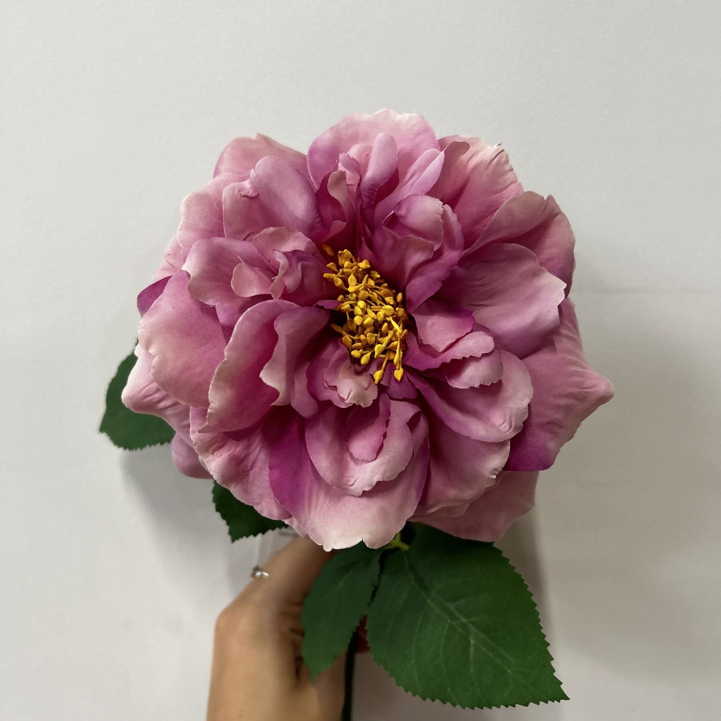 Balmoral Wild Rose Purple (65cm)