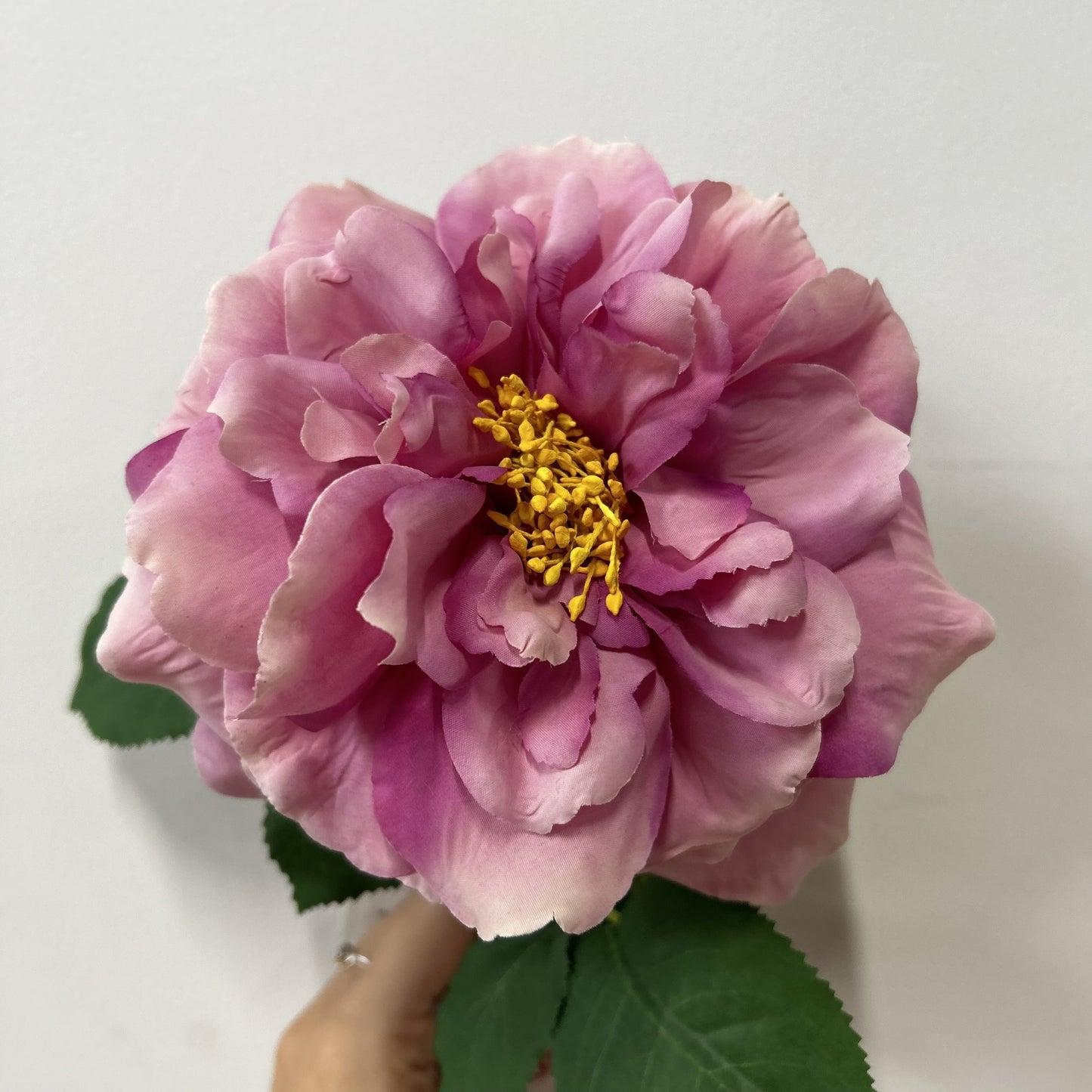 Balmoral Wild Rose Purple (65cm)