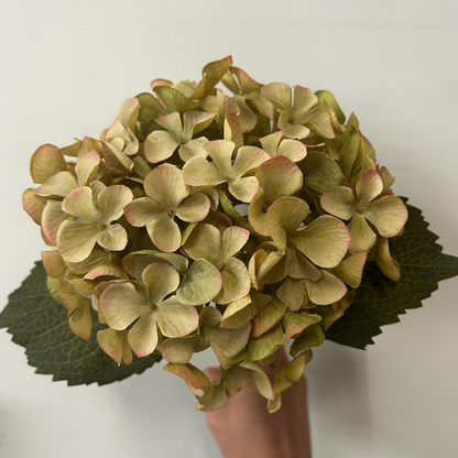 Balmoral Green Hydrangea (45cm)