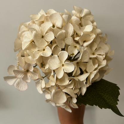 Balmoral Cream Hydrangea (45cm)