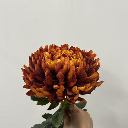 Chrysanthemum Dark Orange