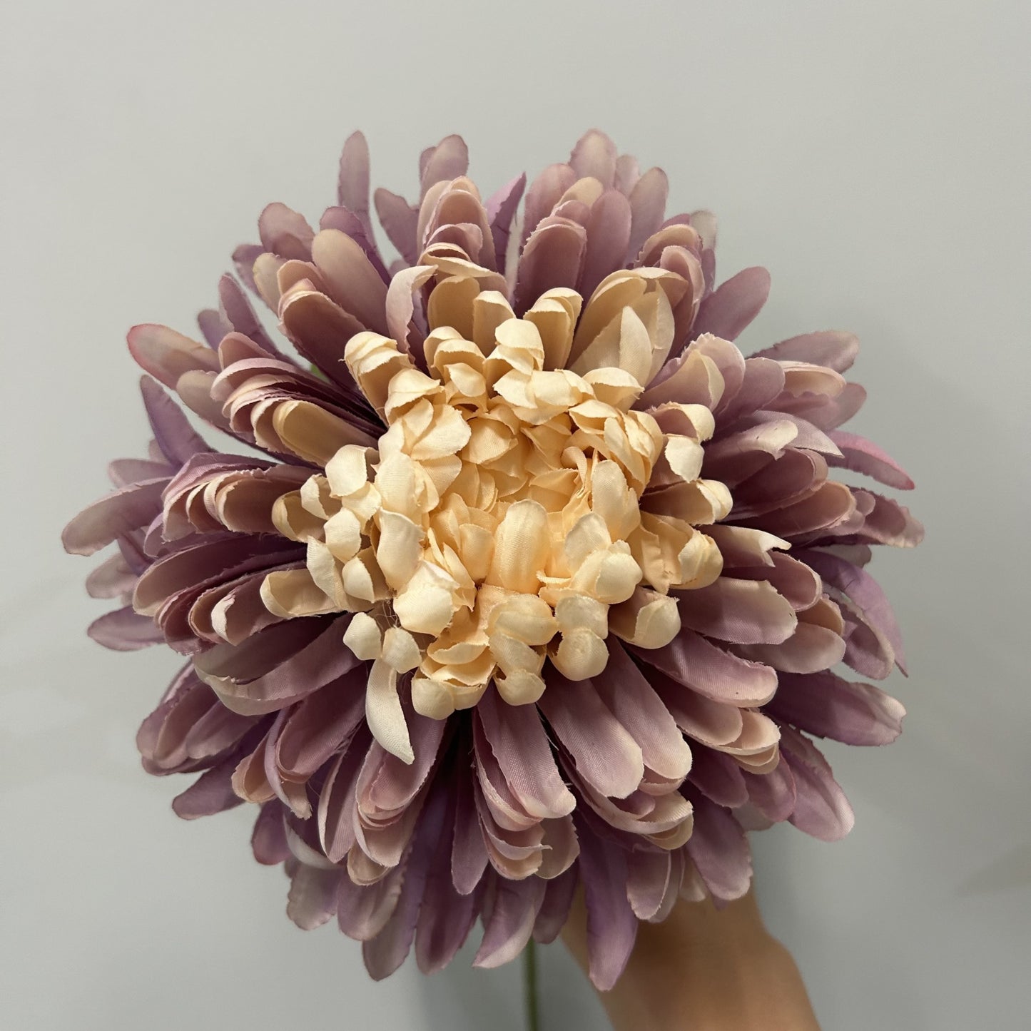 Chrysanthemum Lavender