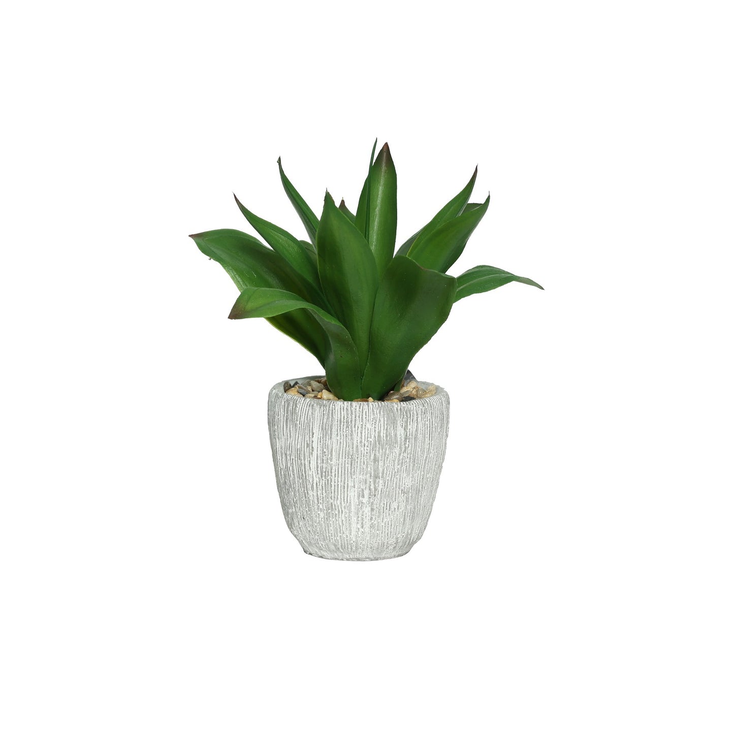 Mini Botanica Potted Agave (23cm)