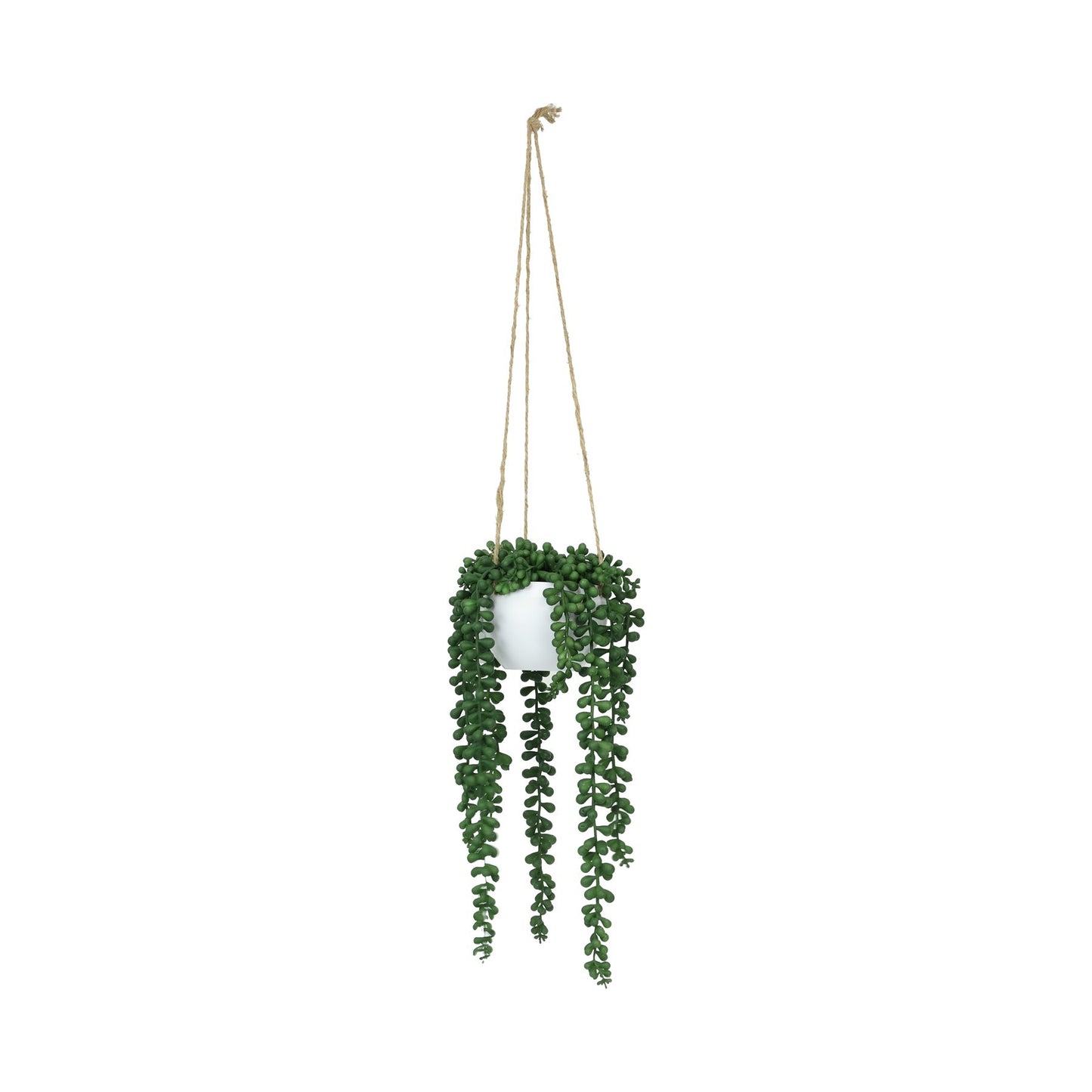 Botanica Potted Hanging String of Pearls