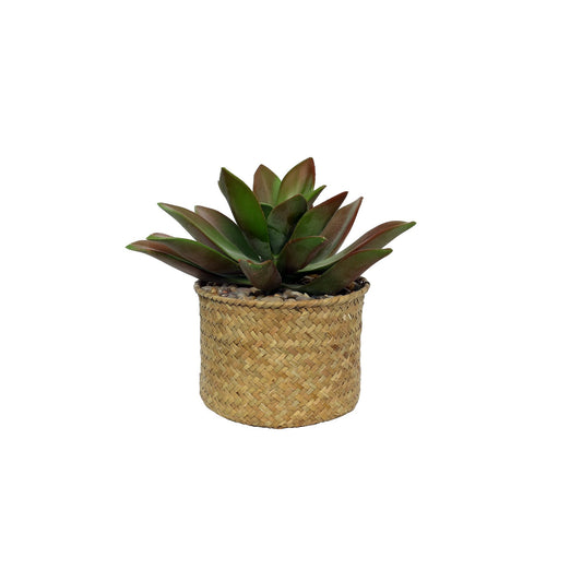 Botanica Potted Succulent (20cm)