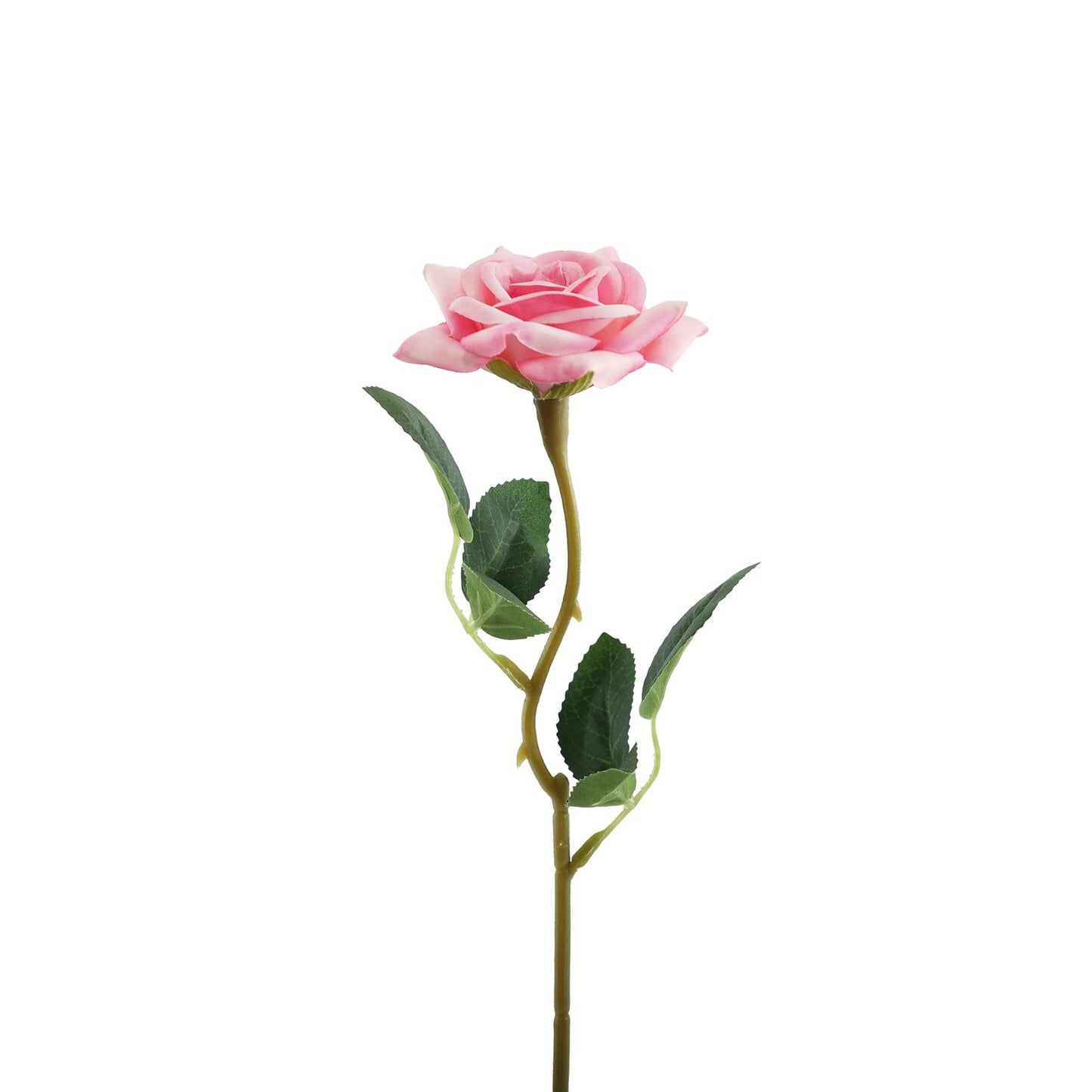 Essential Pink Rose