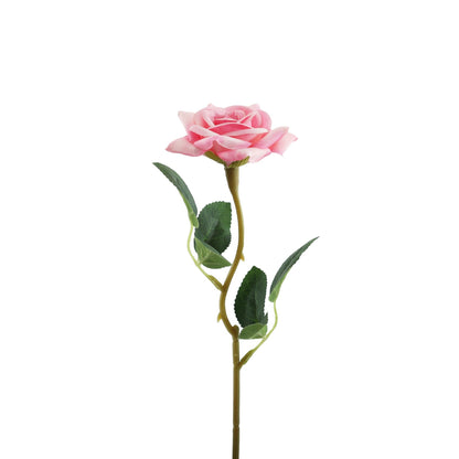 Essential Pink Rose