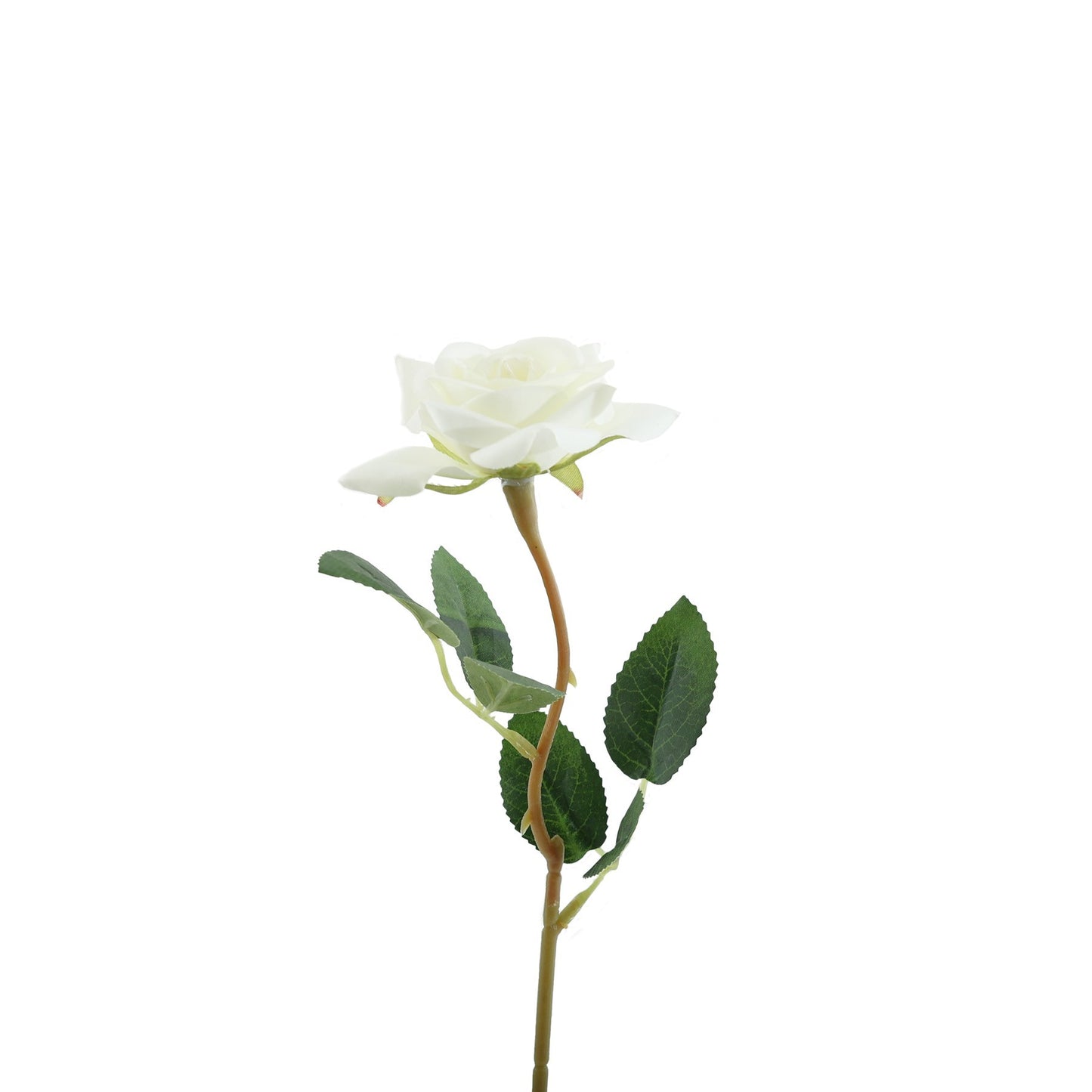 Essential White Rose