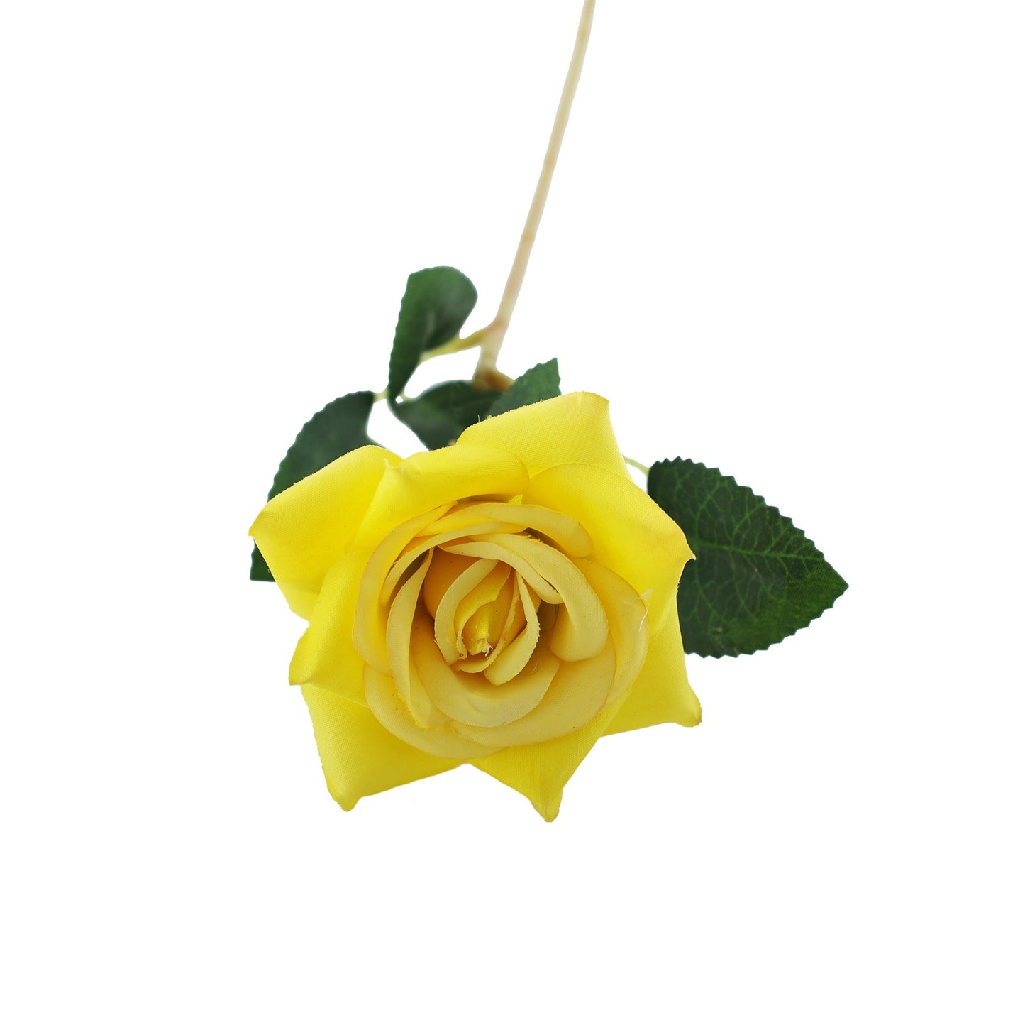 Essential Yellow Rose