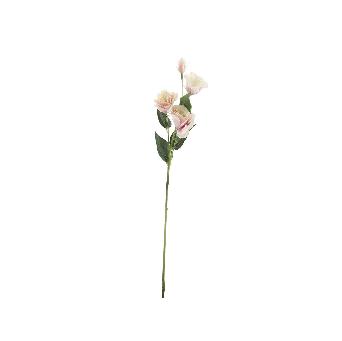 Essential Pale Pink Lisianthus