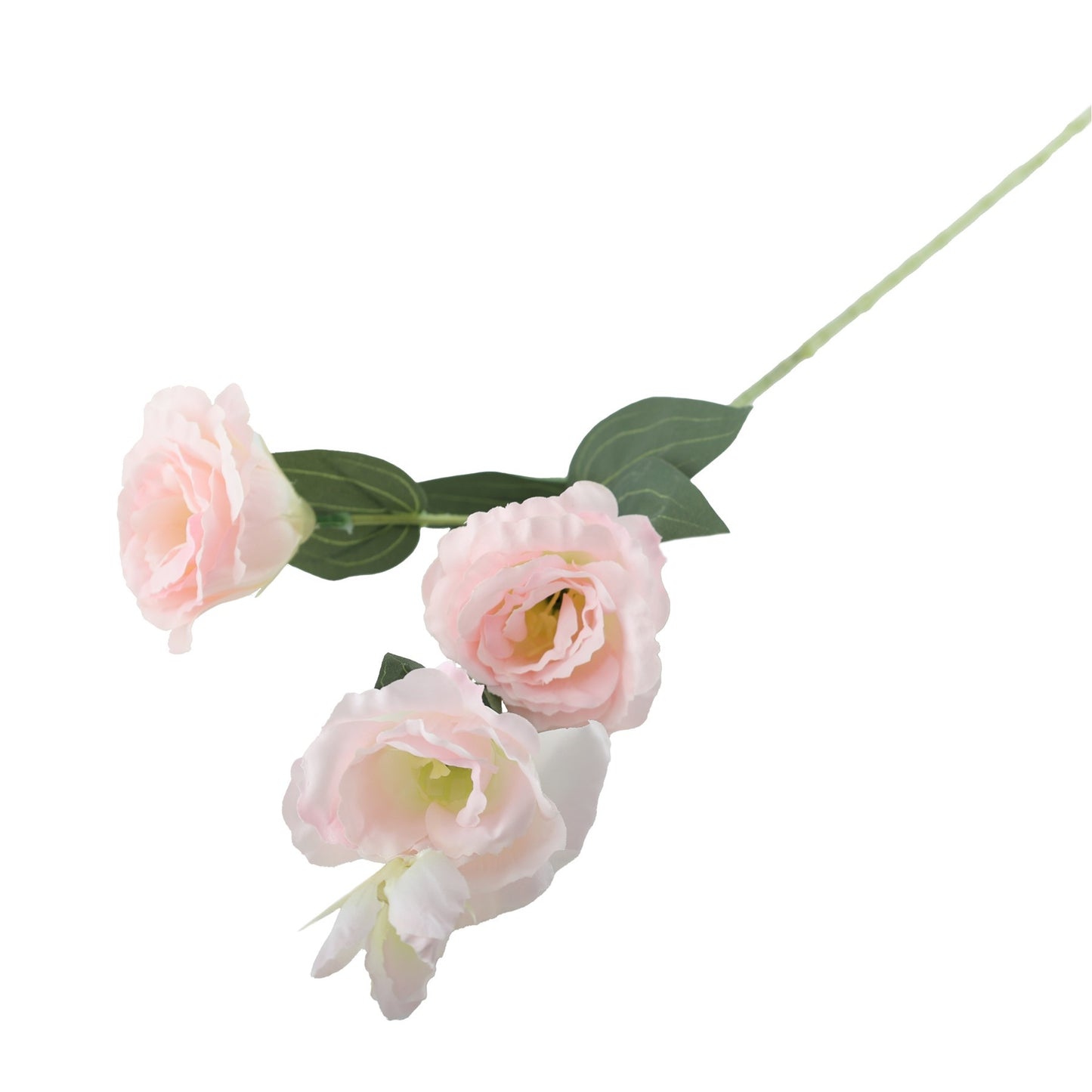 Essential Pink Lisianthus