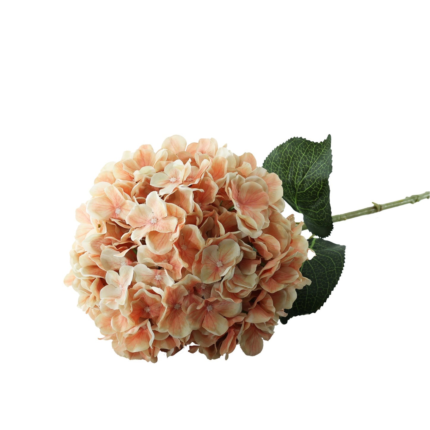 Essential Peach Giant Hydrangea