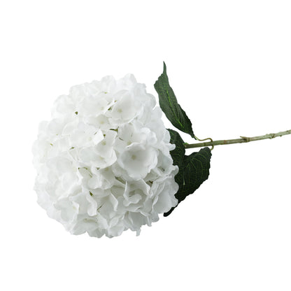 Essential White Giant Hydrangea