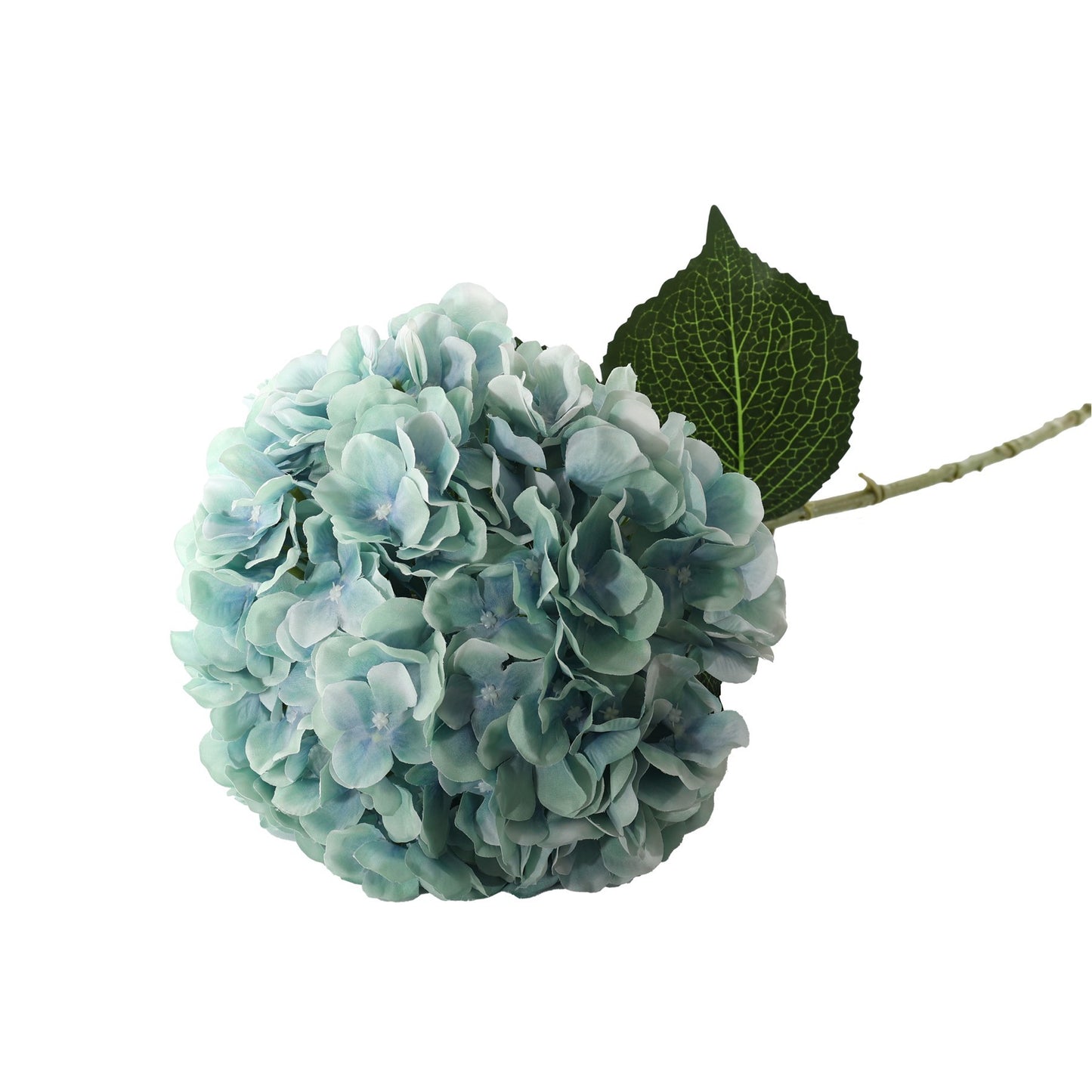 Essential Blue Giant Hydrangea