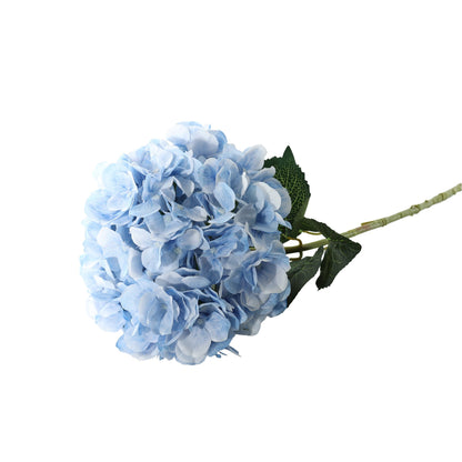 Essential Light Blue Giant Hydrangea