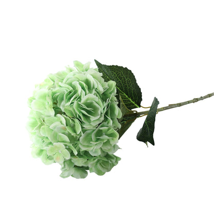 Essential Light Green Giant Hydrangea