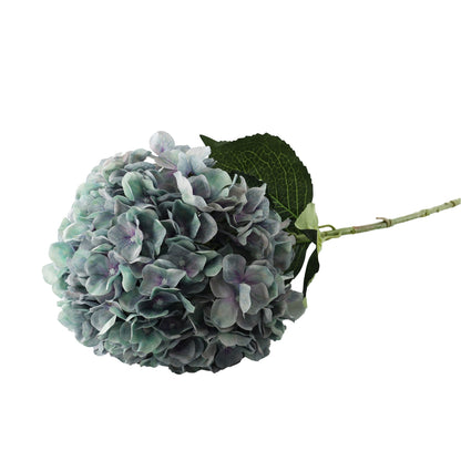 Essential Lilac/Green Giant Hydrangea