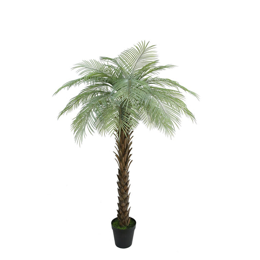 Botanica Phoenix Palm Tree in Pot (180cm)