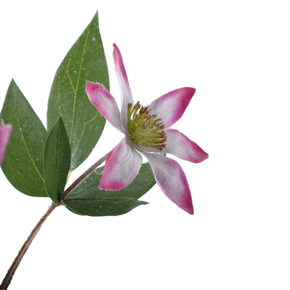 Lavender and White Snowy Clematis (78cm)