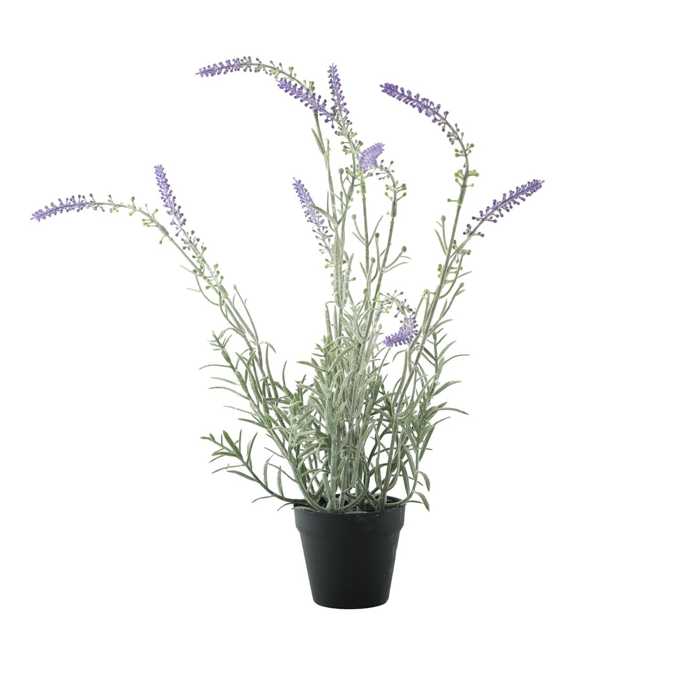 Essential Potted Lavender